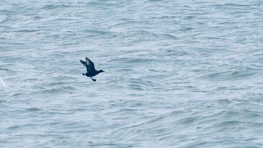 Common Scoter